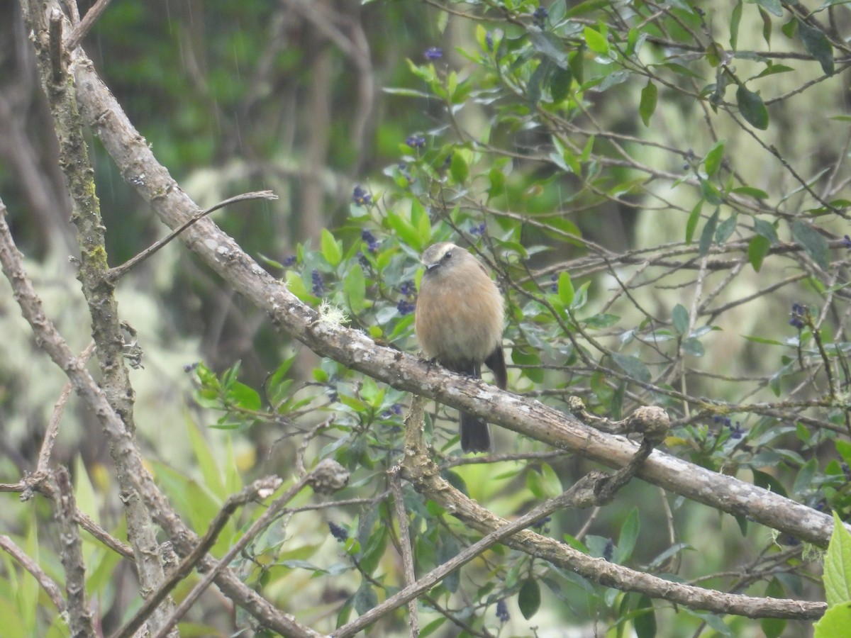 Brown-backed Chat-Tyrant - ML638950450