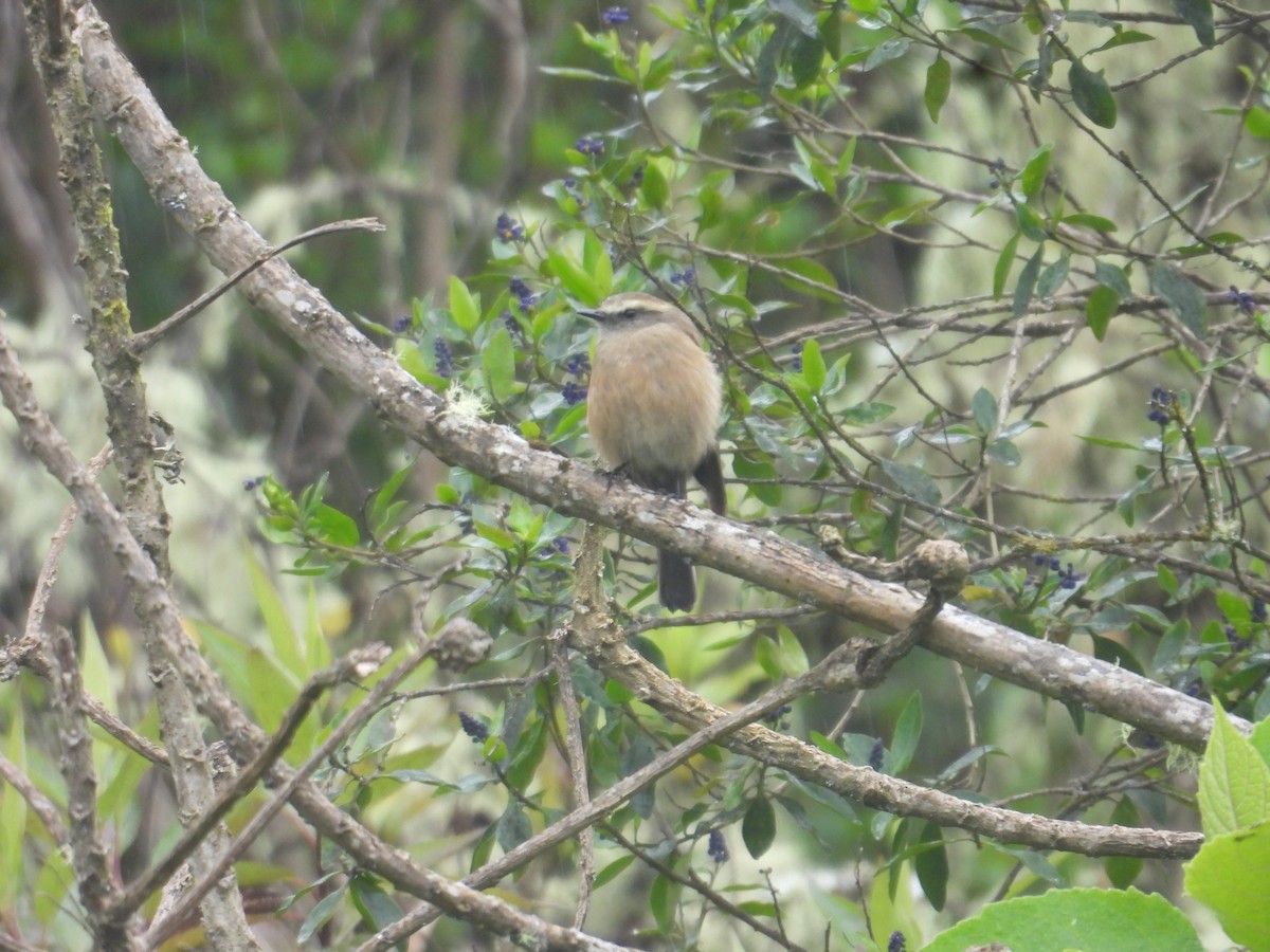 Brown-backed Chat-Tyrant - ML638950451