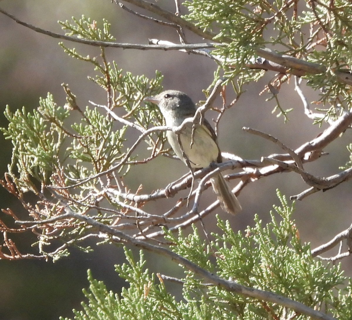 krattvireo - ML638950452