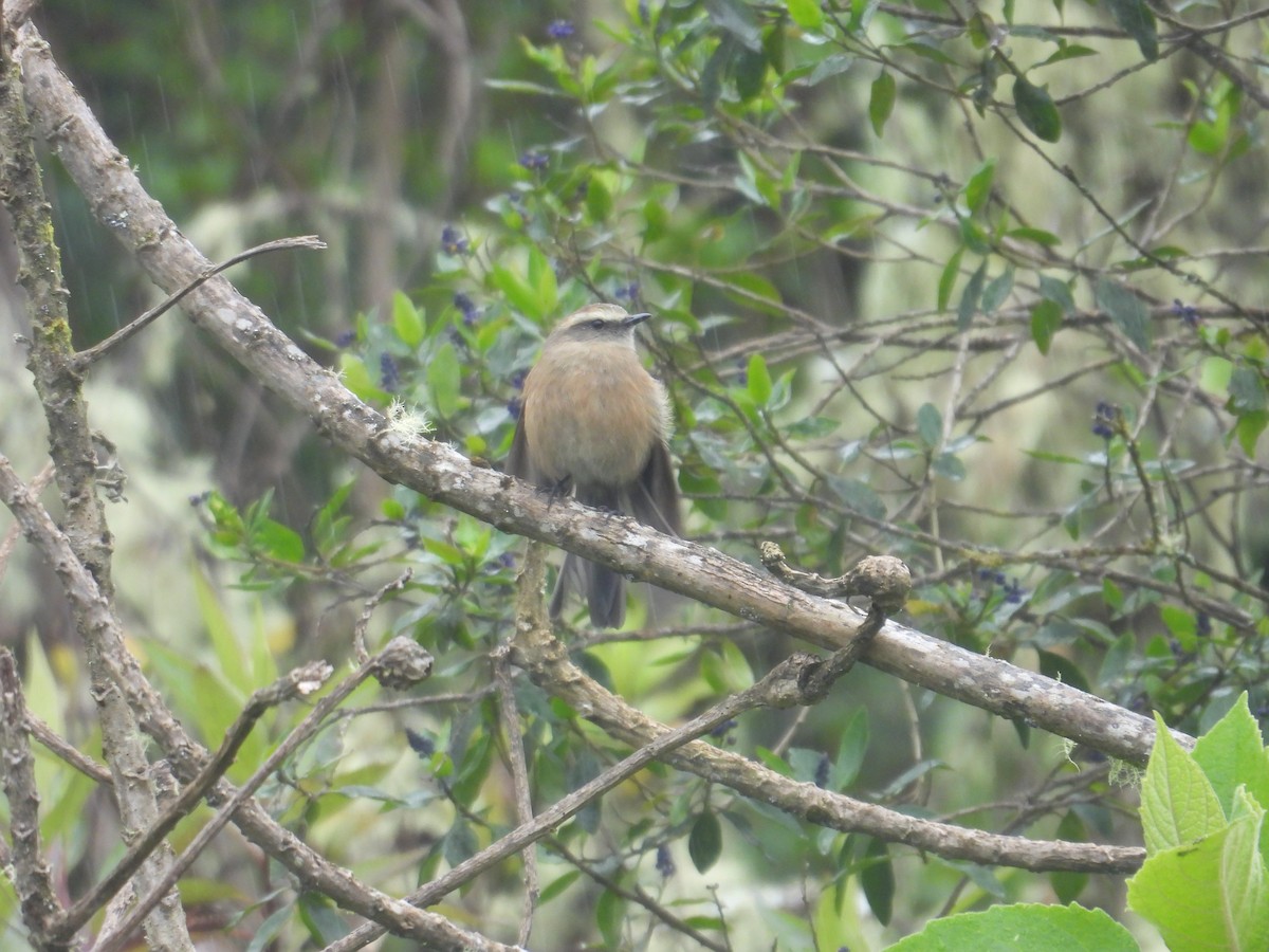 Brown-backed Chat-Tyrant - ML638950477