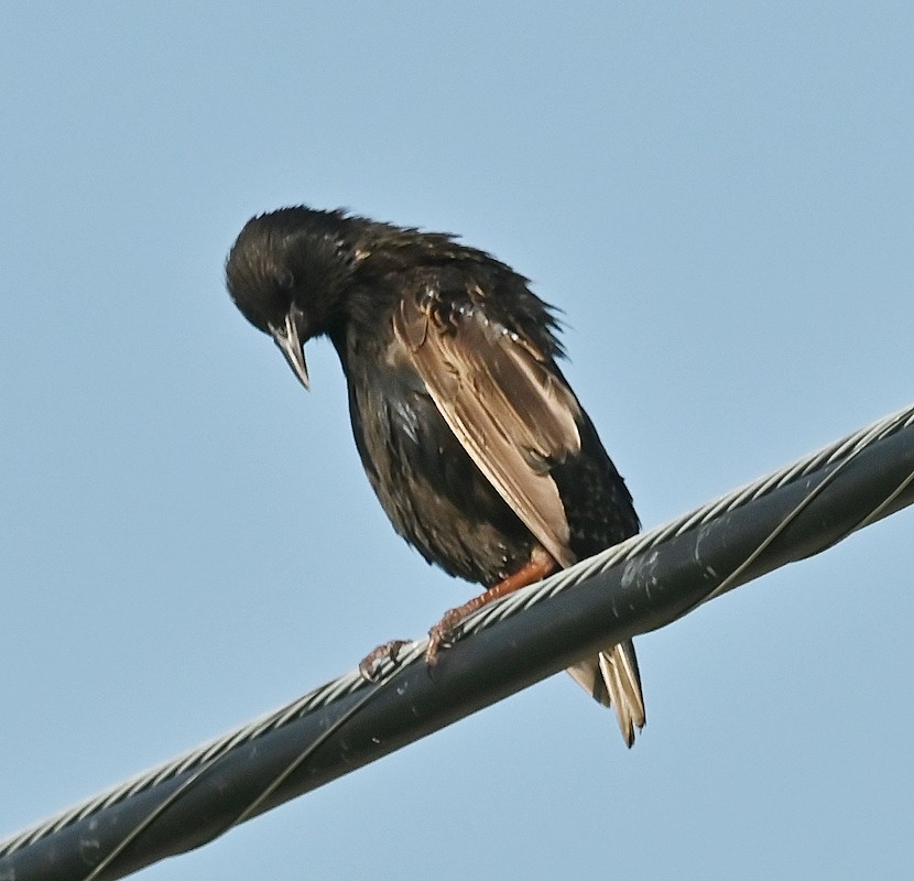 European Starling - ML638950486