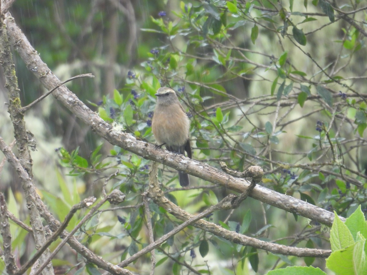 Brown-backed Chat-Tyrant - ML638950494