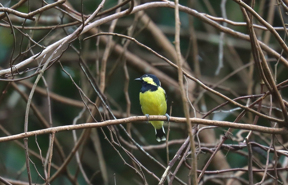 Elegant Tit - ML638950495