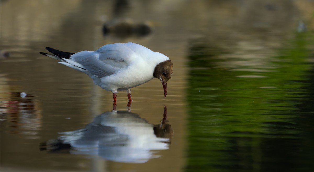Black-headed Gull - ML638950499