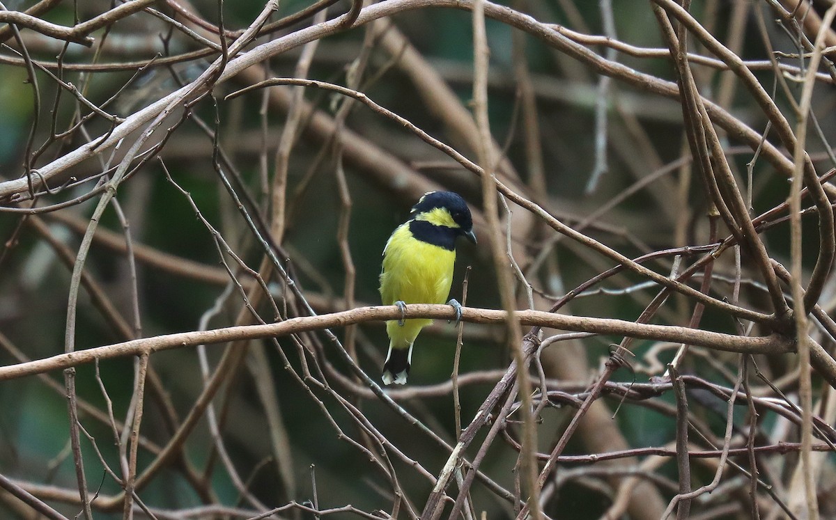 Elegant Tit - ML638950501