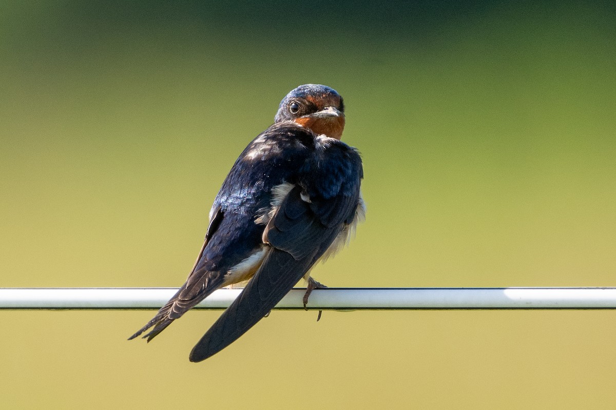 Golondrina Común - ML638950502