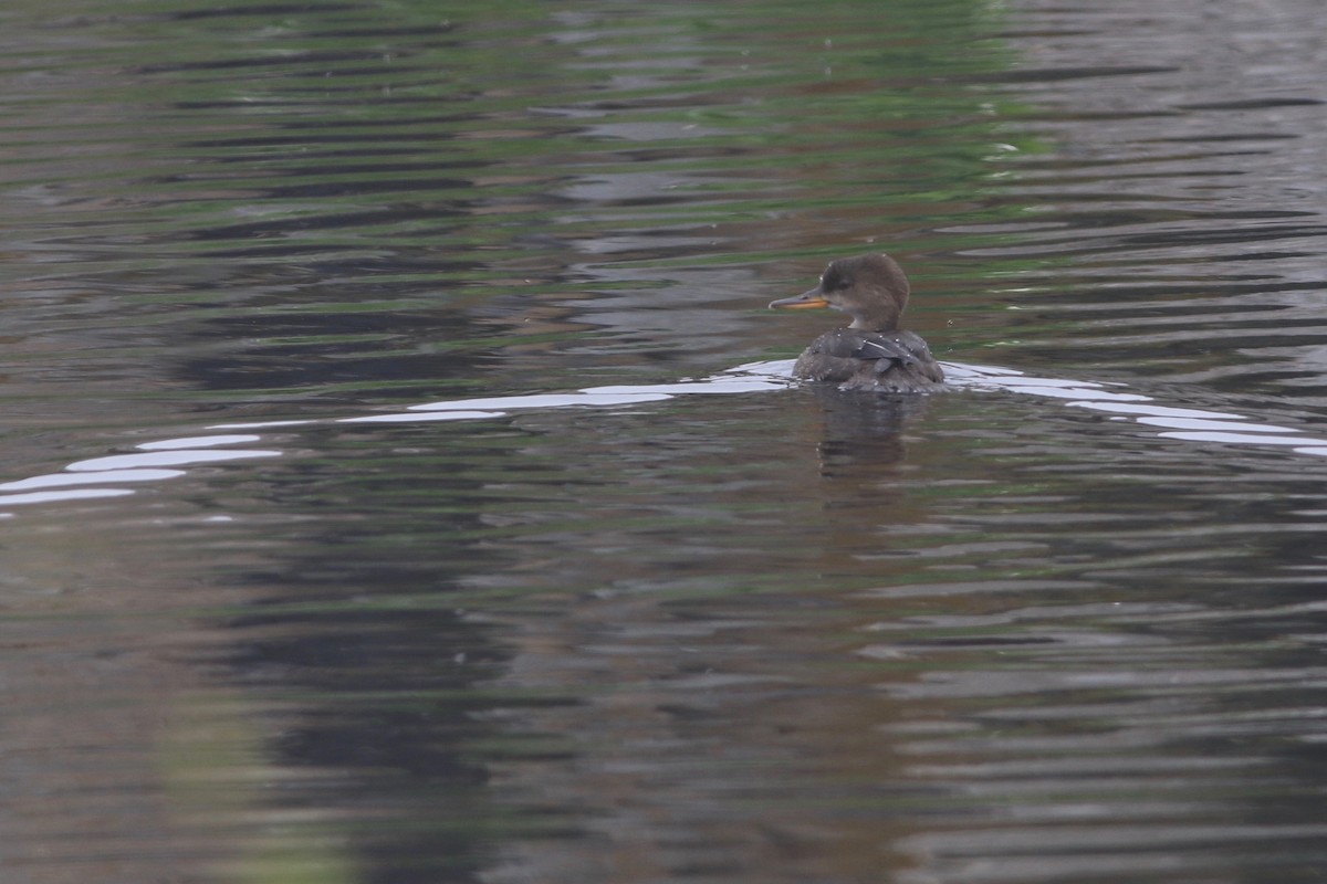 Hooded Merganser - ML63895051