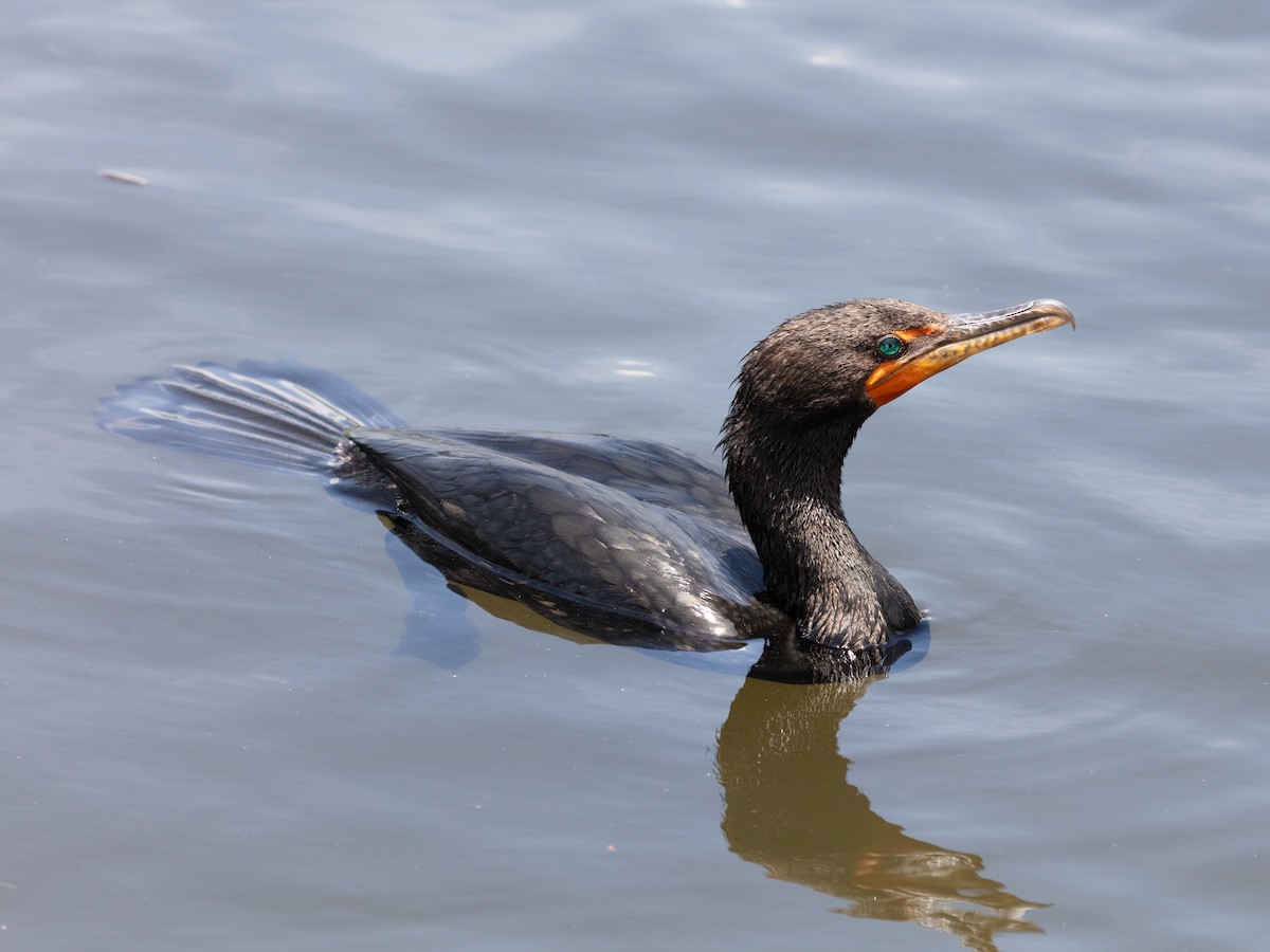 Cormorán Orejudo - ML638950526