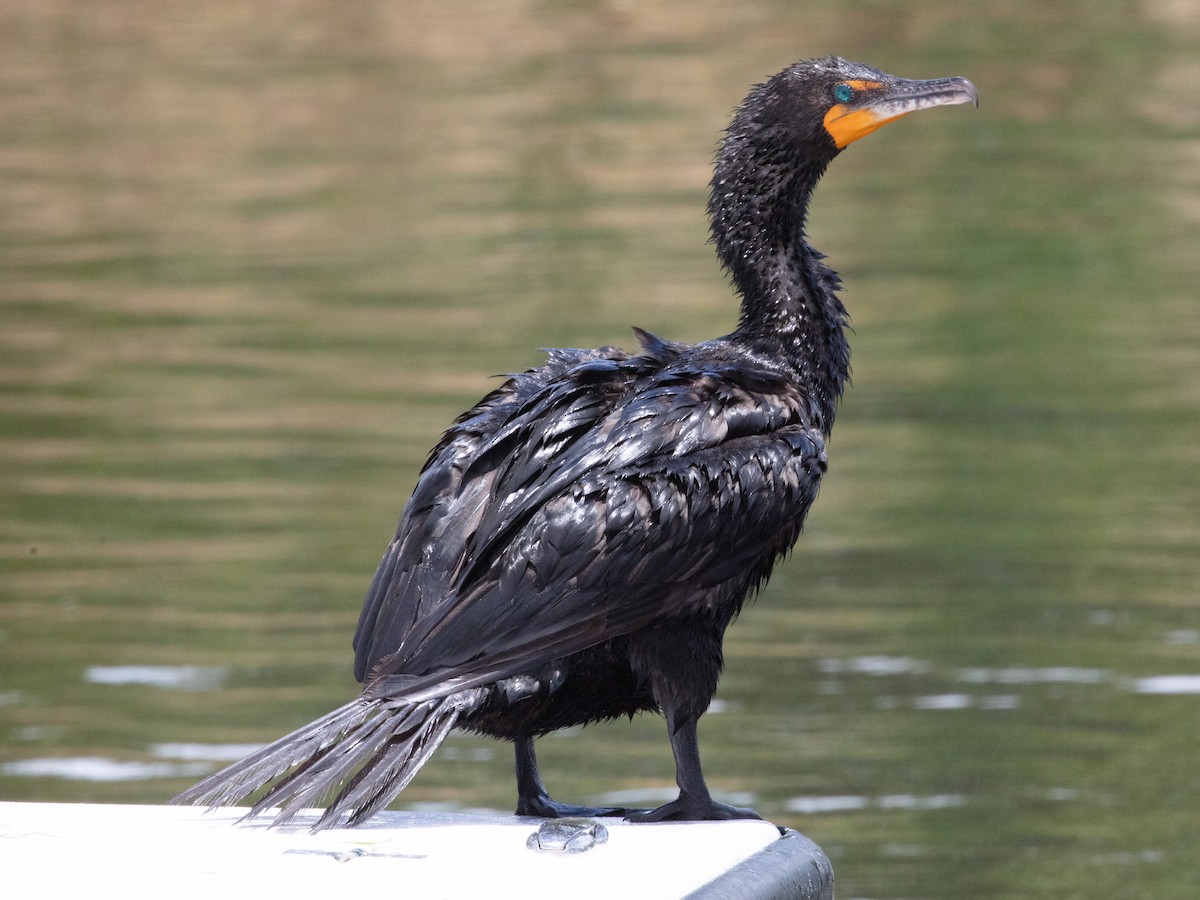 Cormorán Orejudo - ML638950527