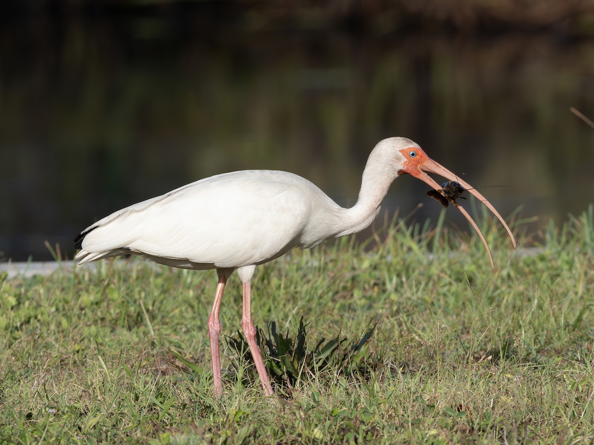 Ibis blanc - ML638950529