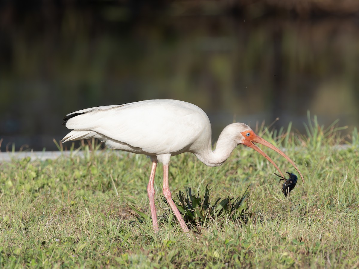 Ibis blanc - ML638950530