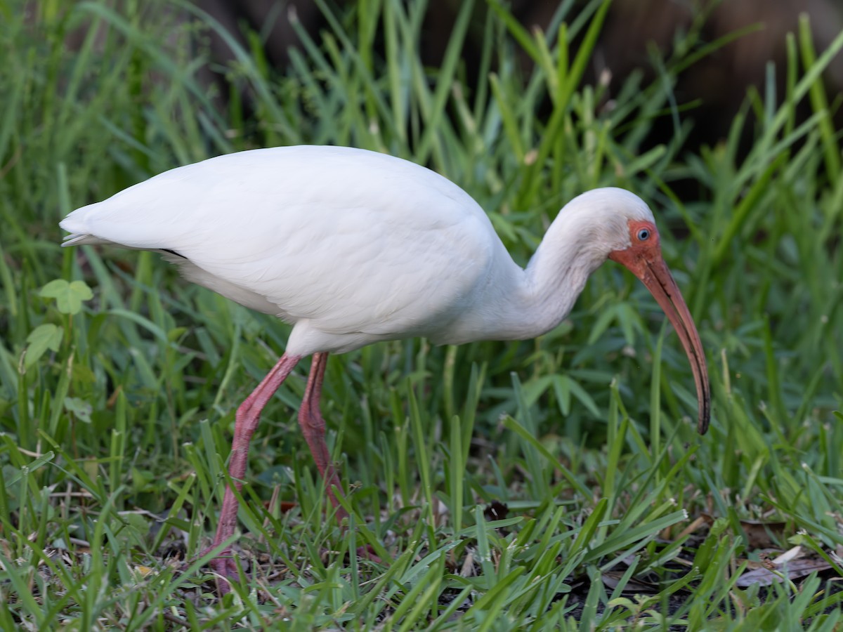Ibis blanc - ML638950531