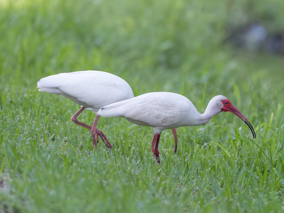 Ibis blanc - ML638950532