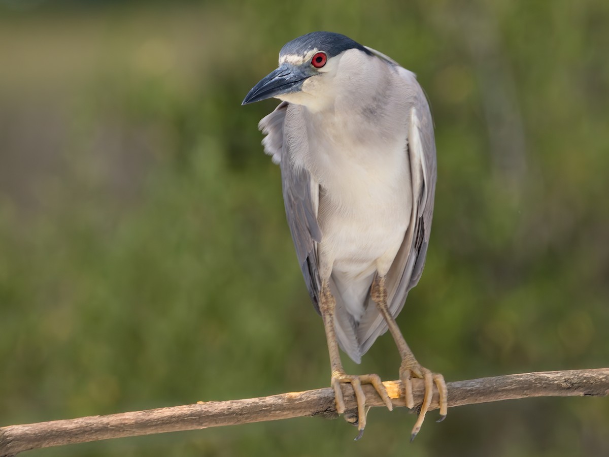Black-crowned Night Heron - ML638950542