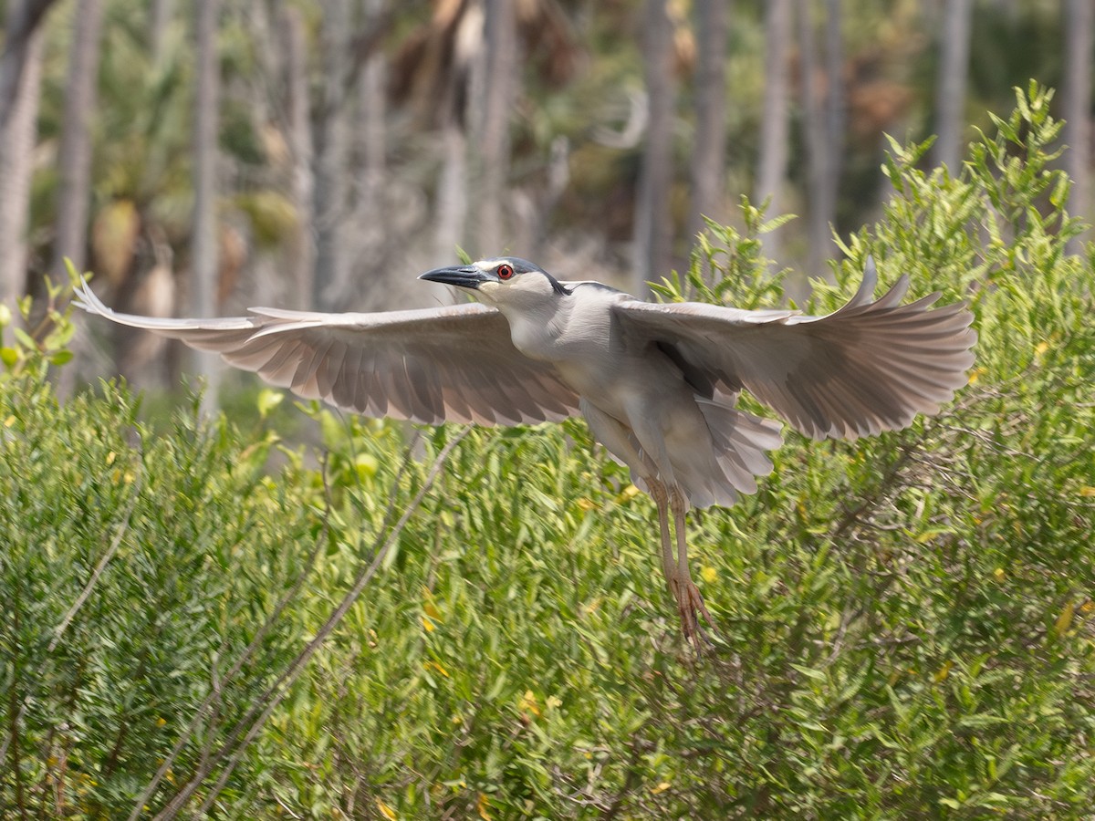 Black-crowned Night Heron - ML638950543