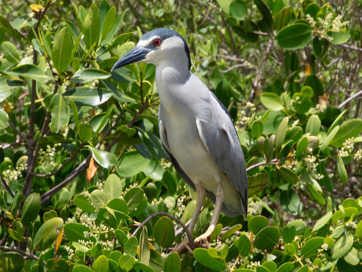 Black-crowned Night Heron - ML638950545