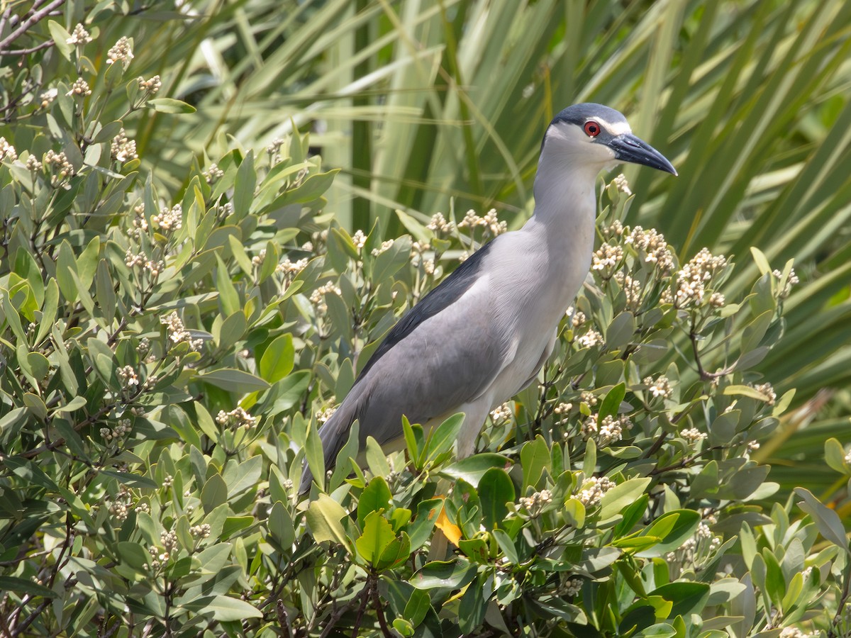 Black-crowned Night Heron - ML638950546