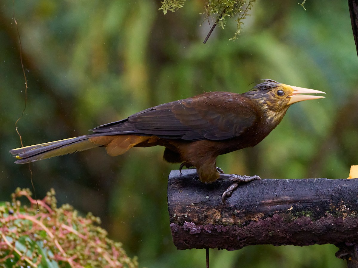 Russet-backed Oropendola - ML638950553