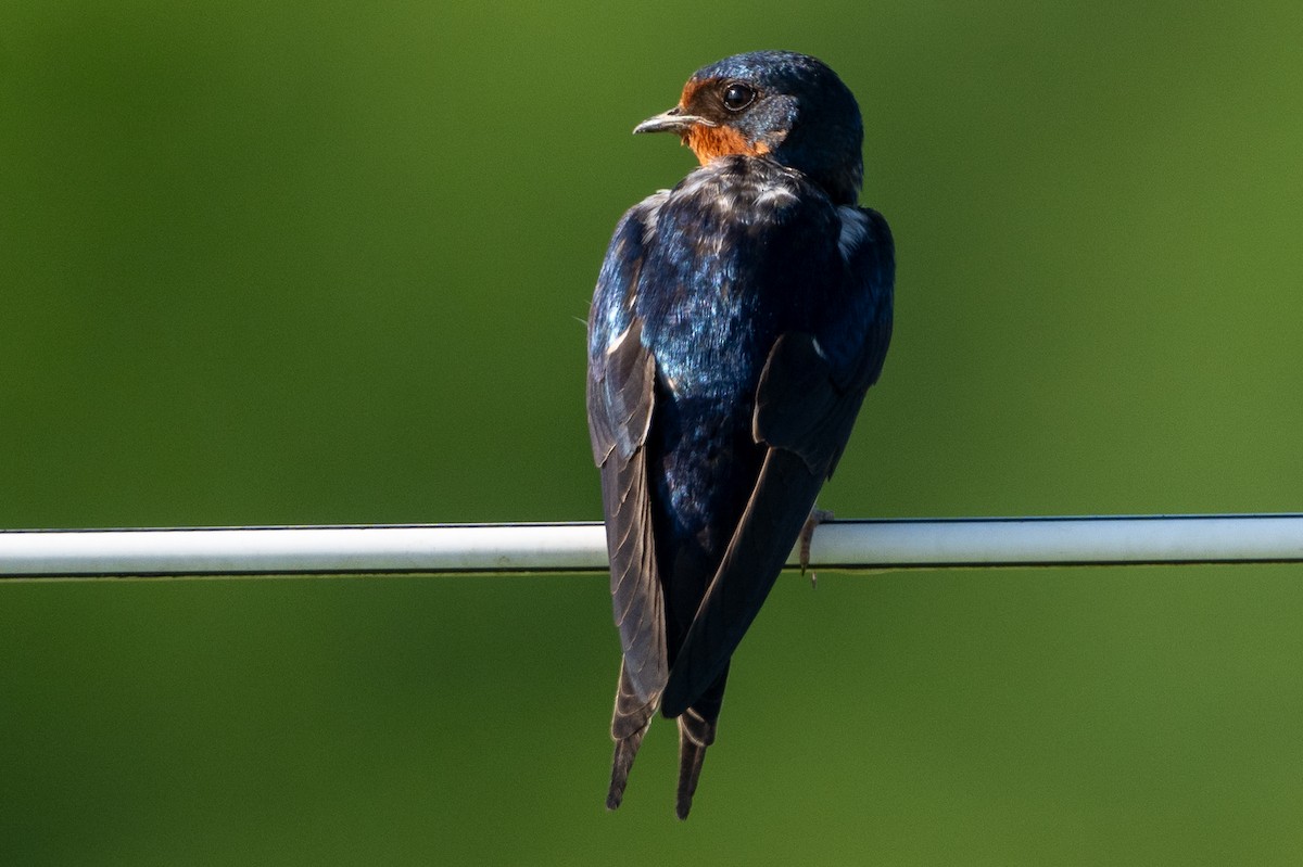 Golondrina Común - ML638950554