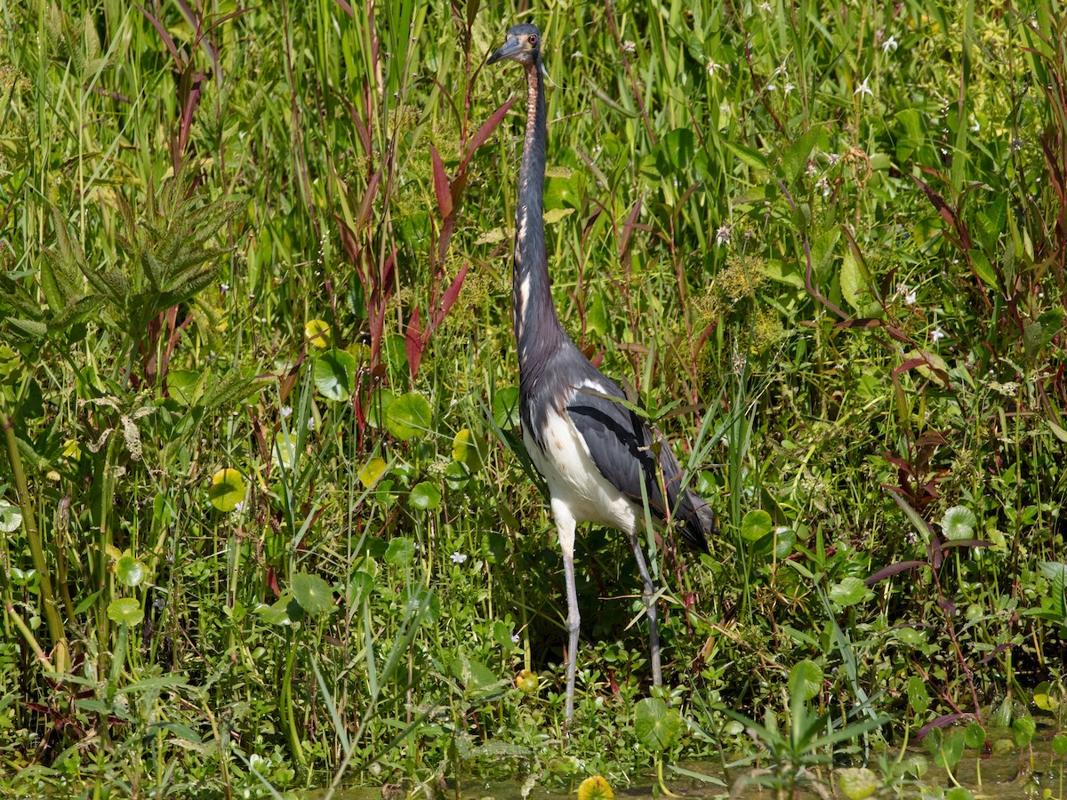 Tricolored Heron - ML638950556
