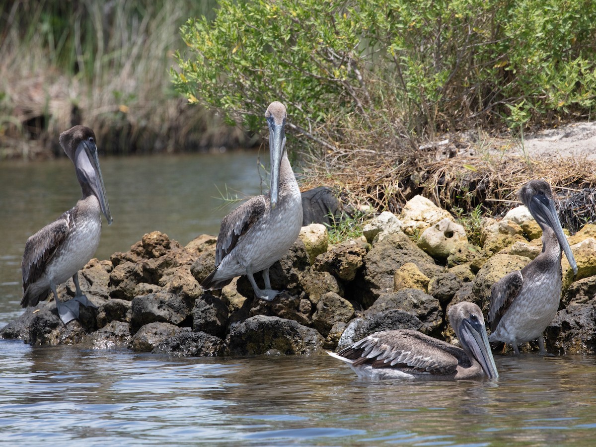Brown Pelican - ML638950575