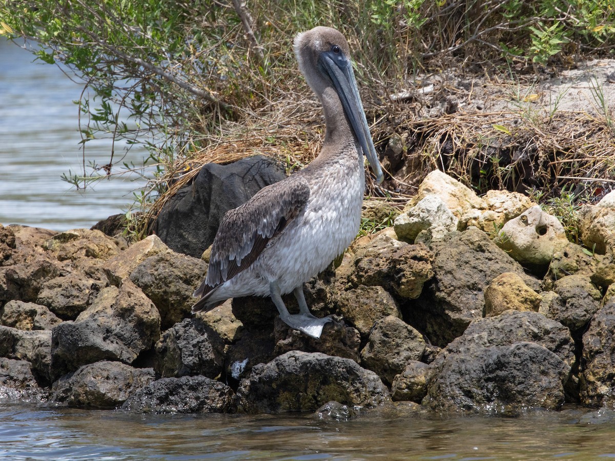 Brown Pelican - ML638950576