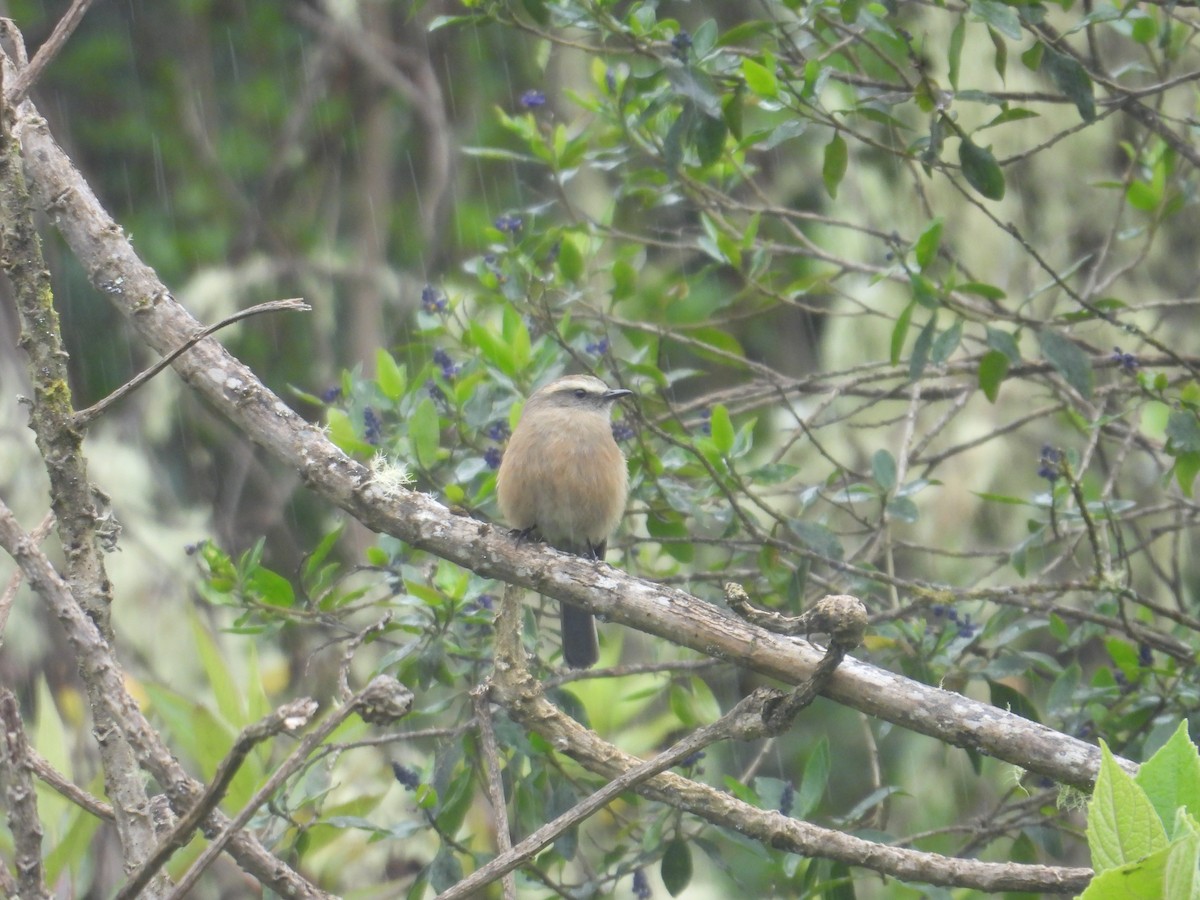 Brown-backed Chat-Tyrant - ML638950580