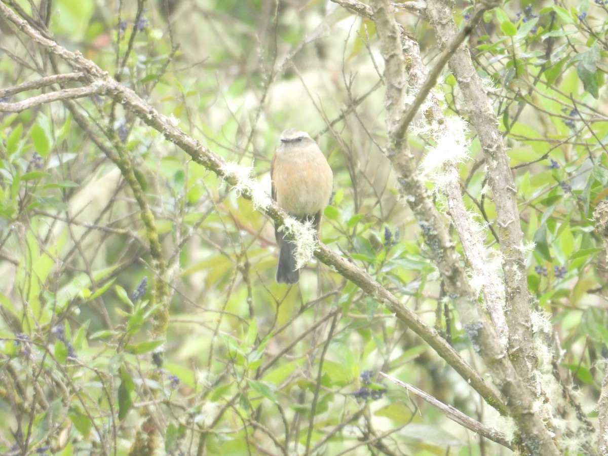 Brown-backed Chat-Tyrant - ML638950597