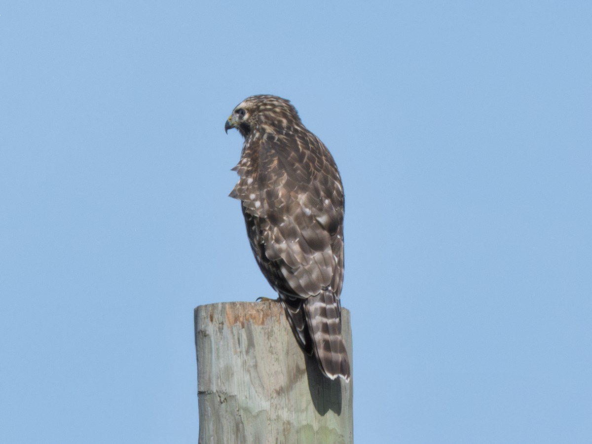Red-shouldered Hawk - ML638950602