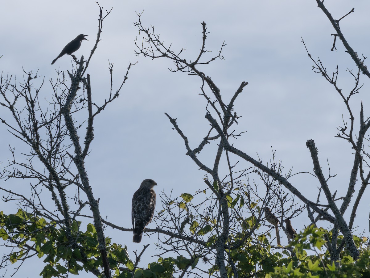 Red-shouldered Hawk - ML638950609