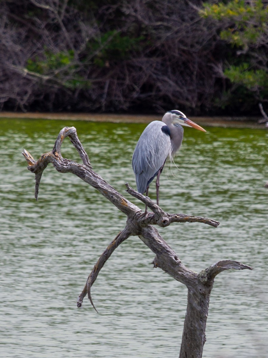Great Blue Heron - ML638950615