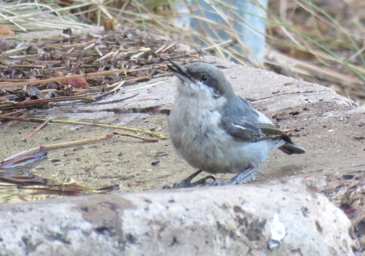 Pygmy Nuthatch - ML638950628