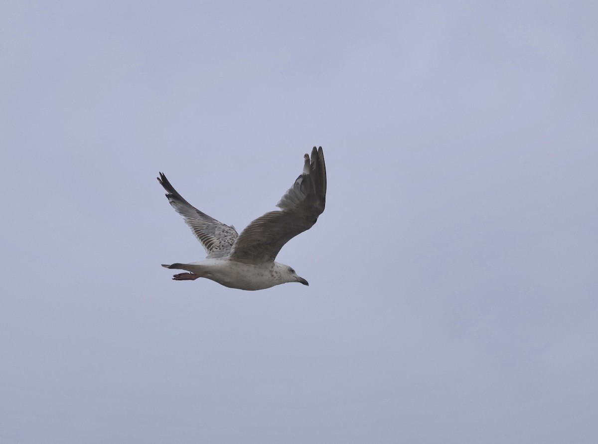 gull sp. - ML638950636