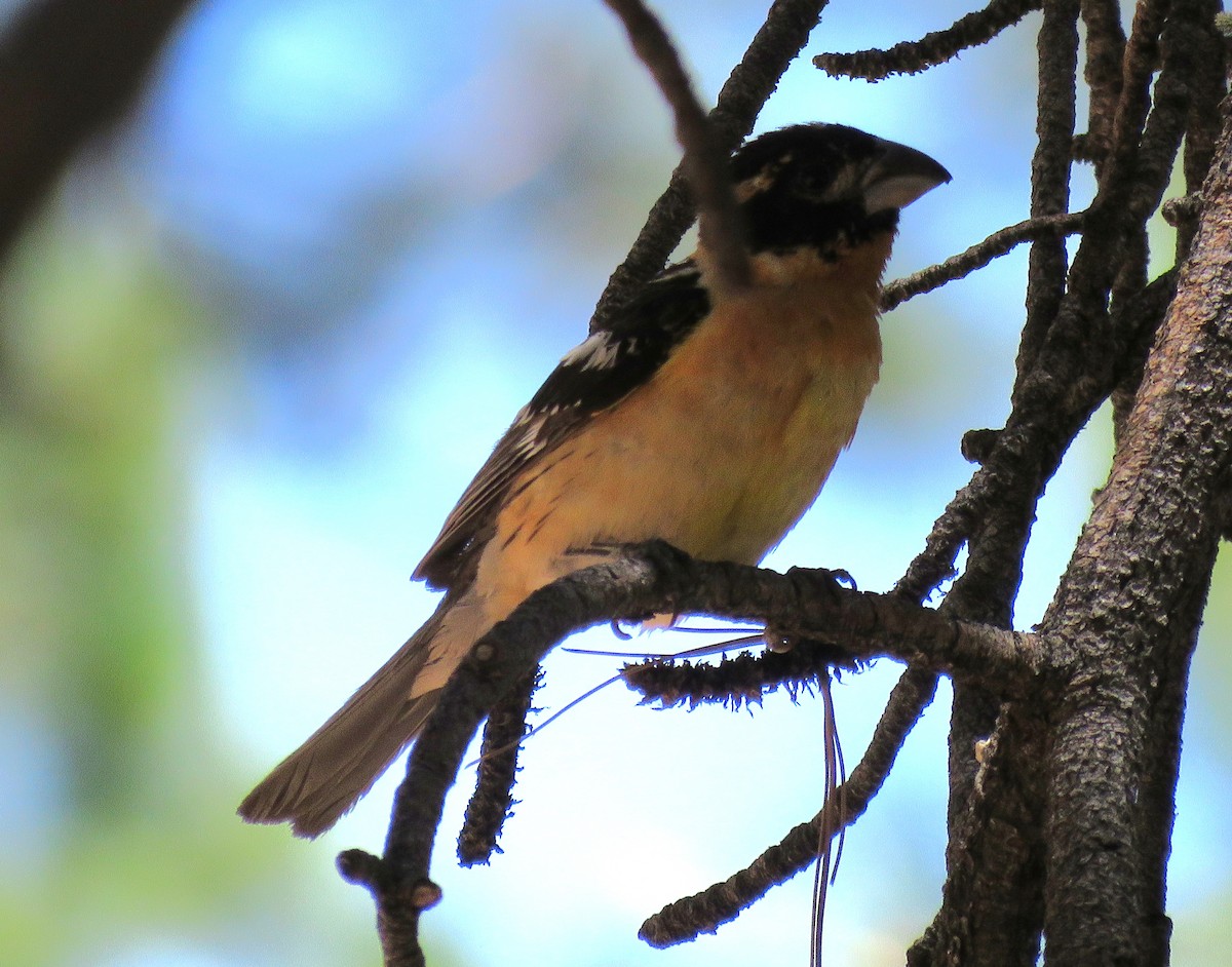 Black-headed Grosbeak - ML638950637