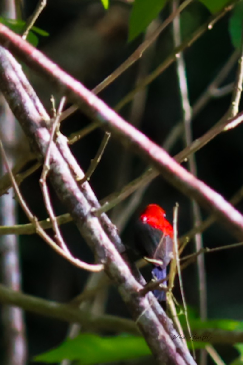 Magnificent Sunbird - ML638950662