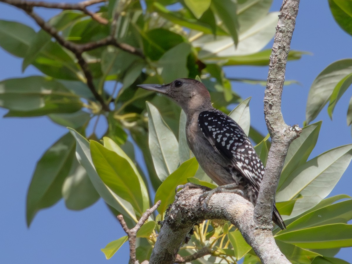 Red-bellied Woodpecker - ML638950678