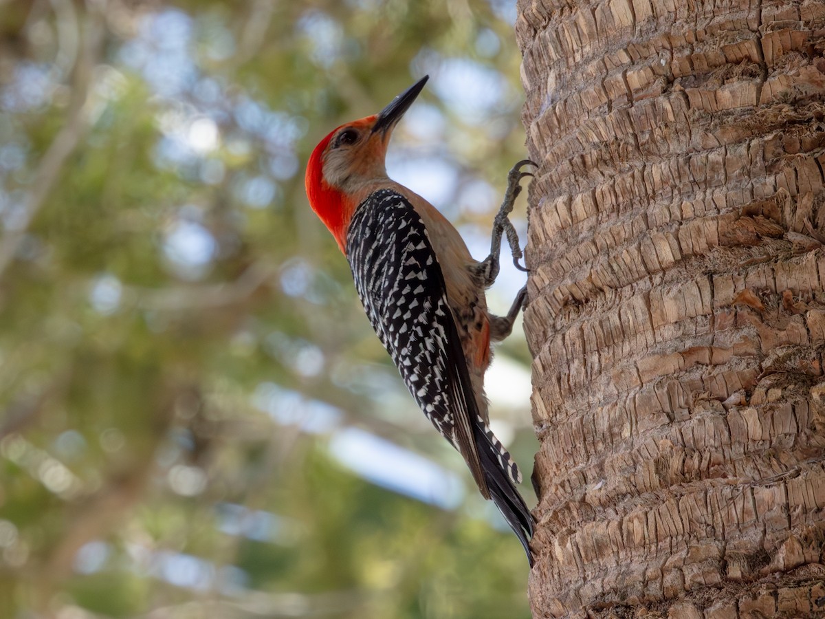 Red-bellied Woodpecker - ML638950679