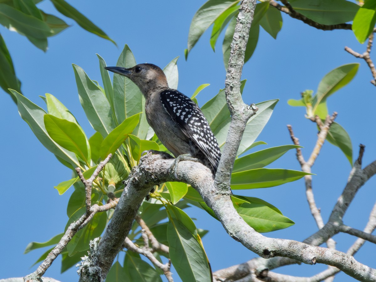 Red-bellied Woodpecker - ML638950680