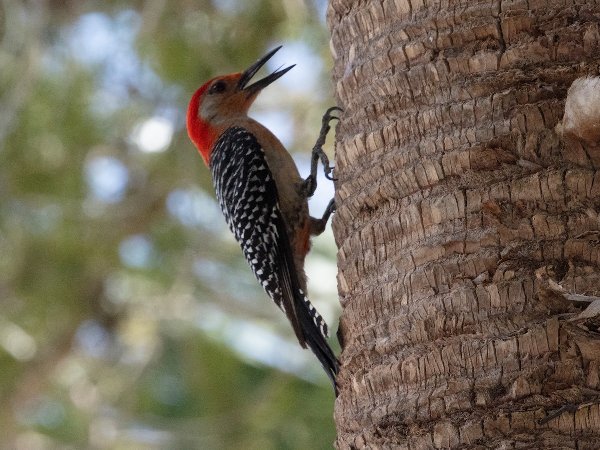 Red-bellied Woodpecker - ML638950681