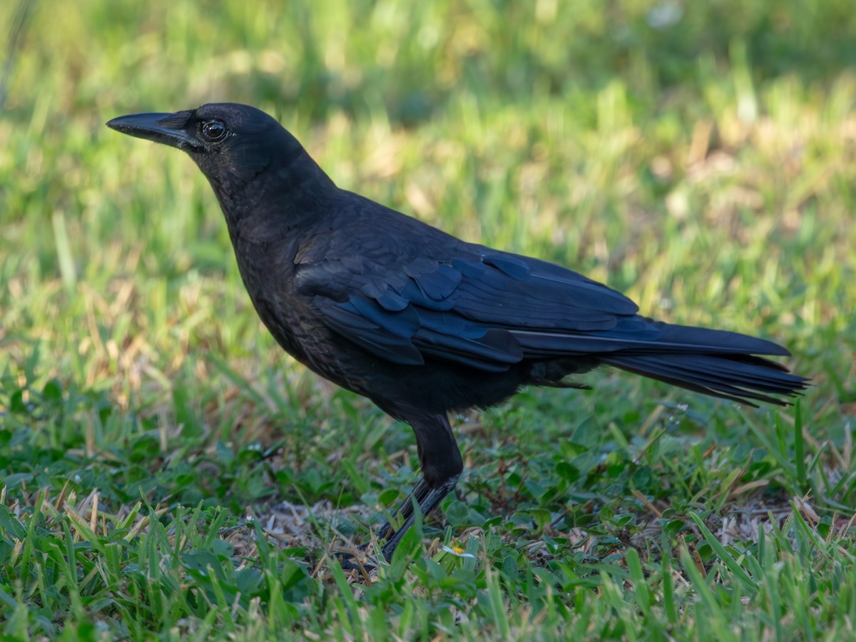 American Crow - ML638950691
