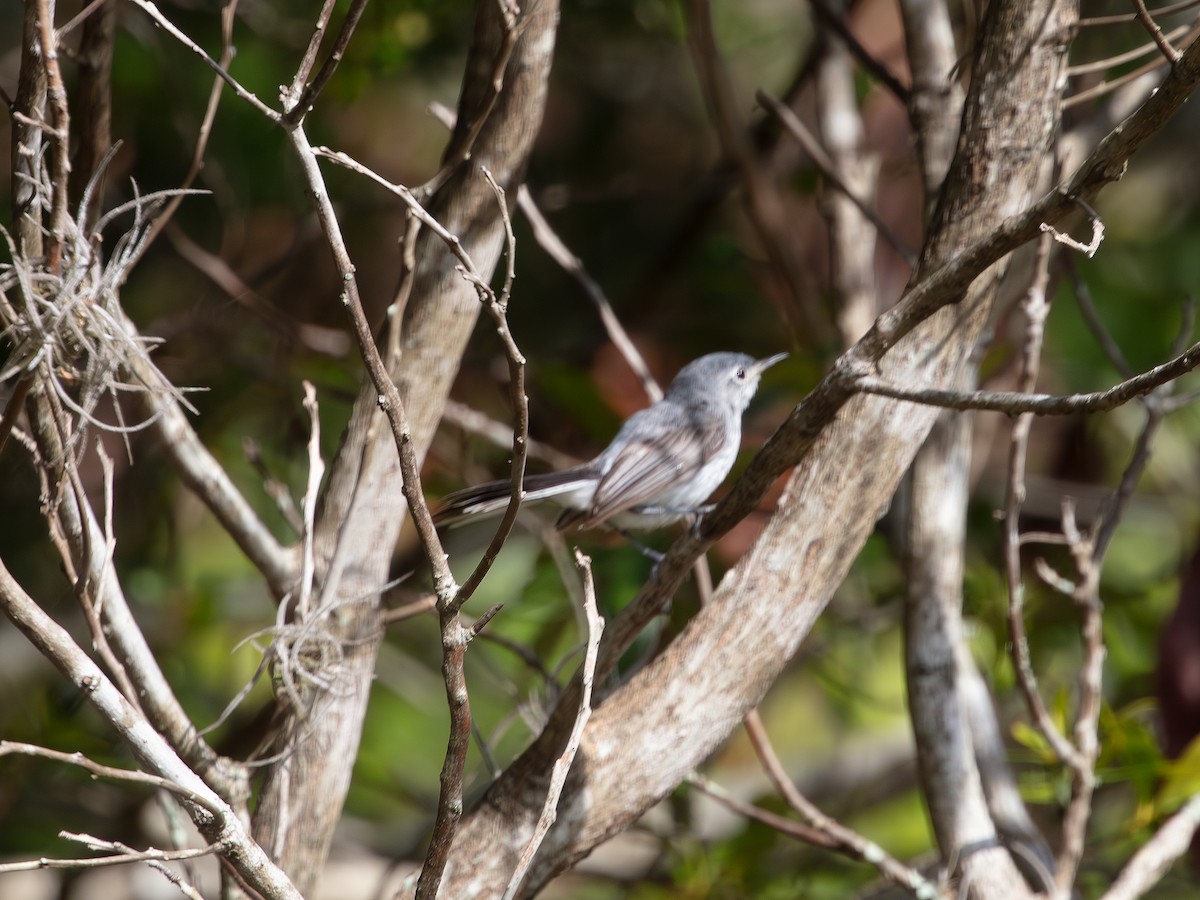 Blue-gray Gnatcatcher - ML638950718