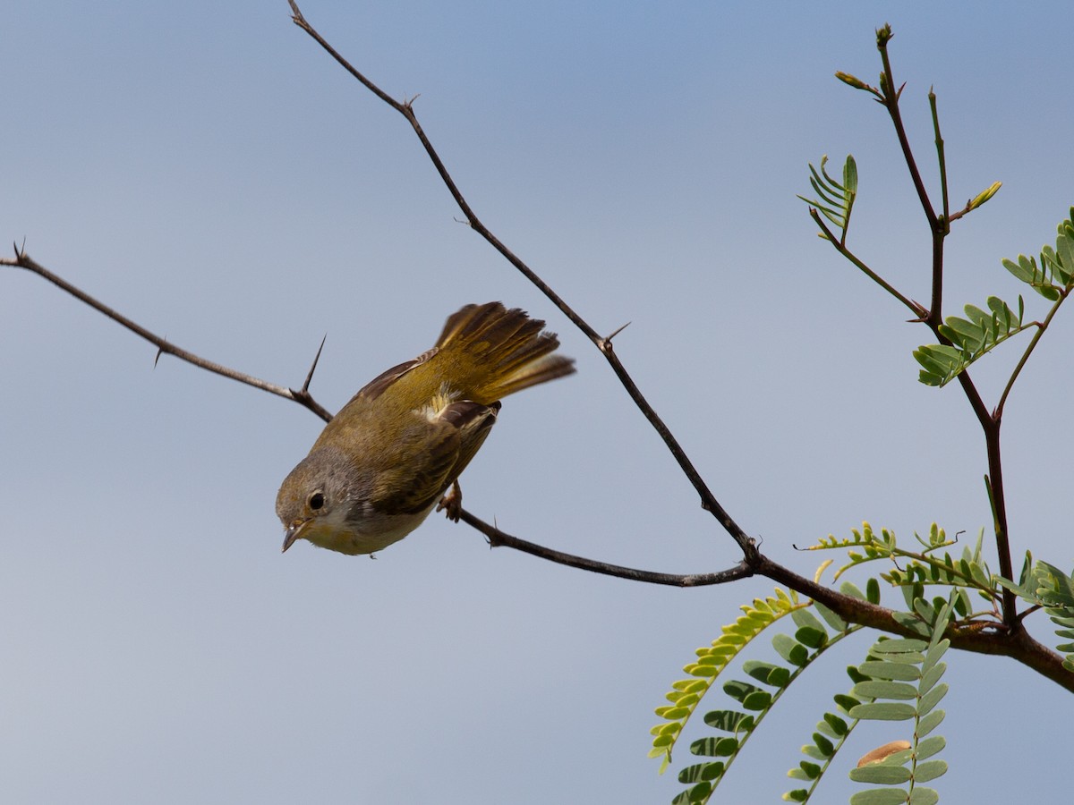 Yellow Warbler - ML638950721