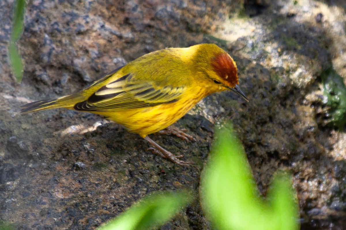 Yellow Warbler (Galapagos) - ML638950725