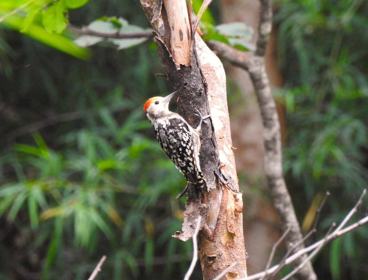 Yellow-crowned Woodpecker - ML638950726