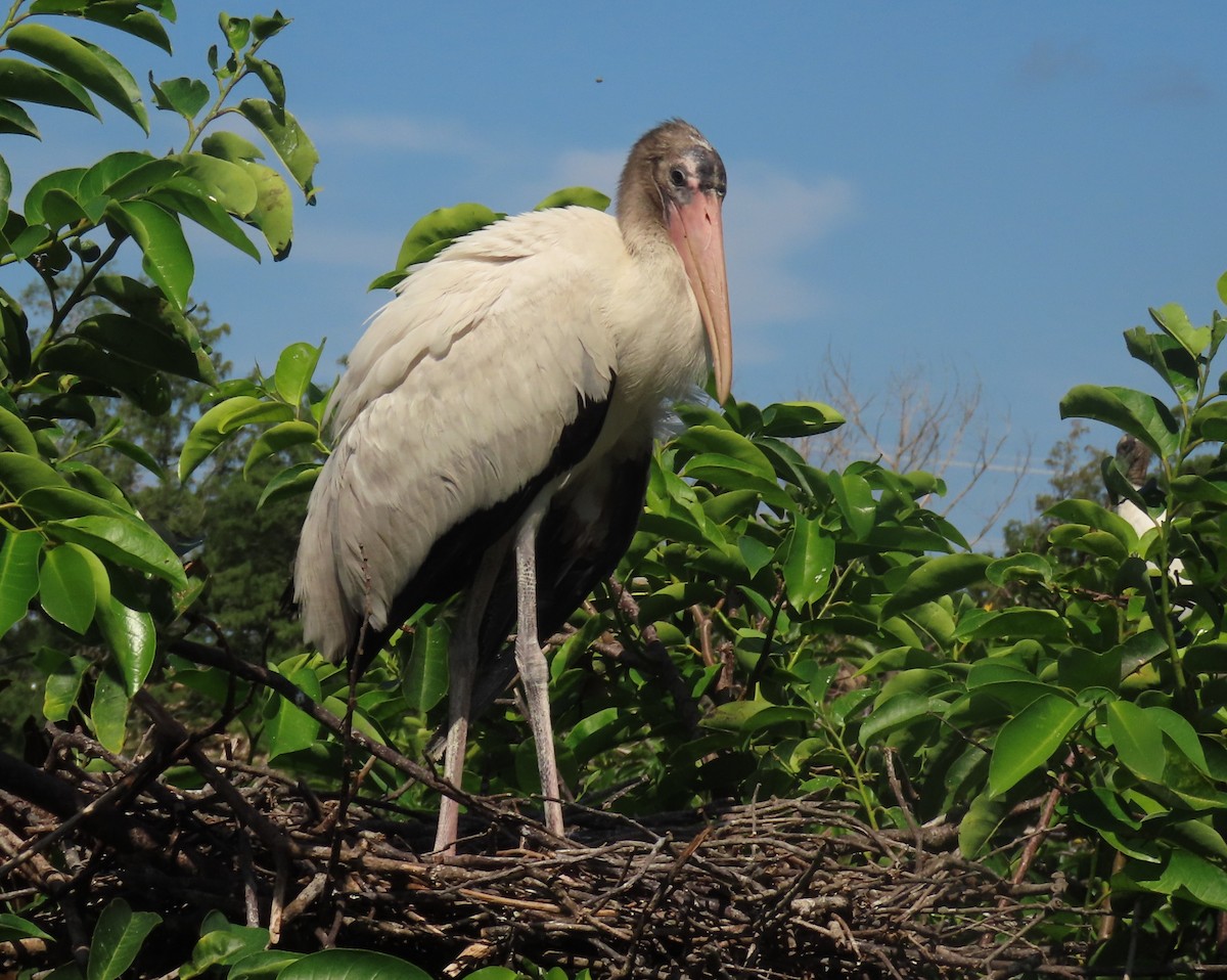 Wood Stork - ML638950730