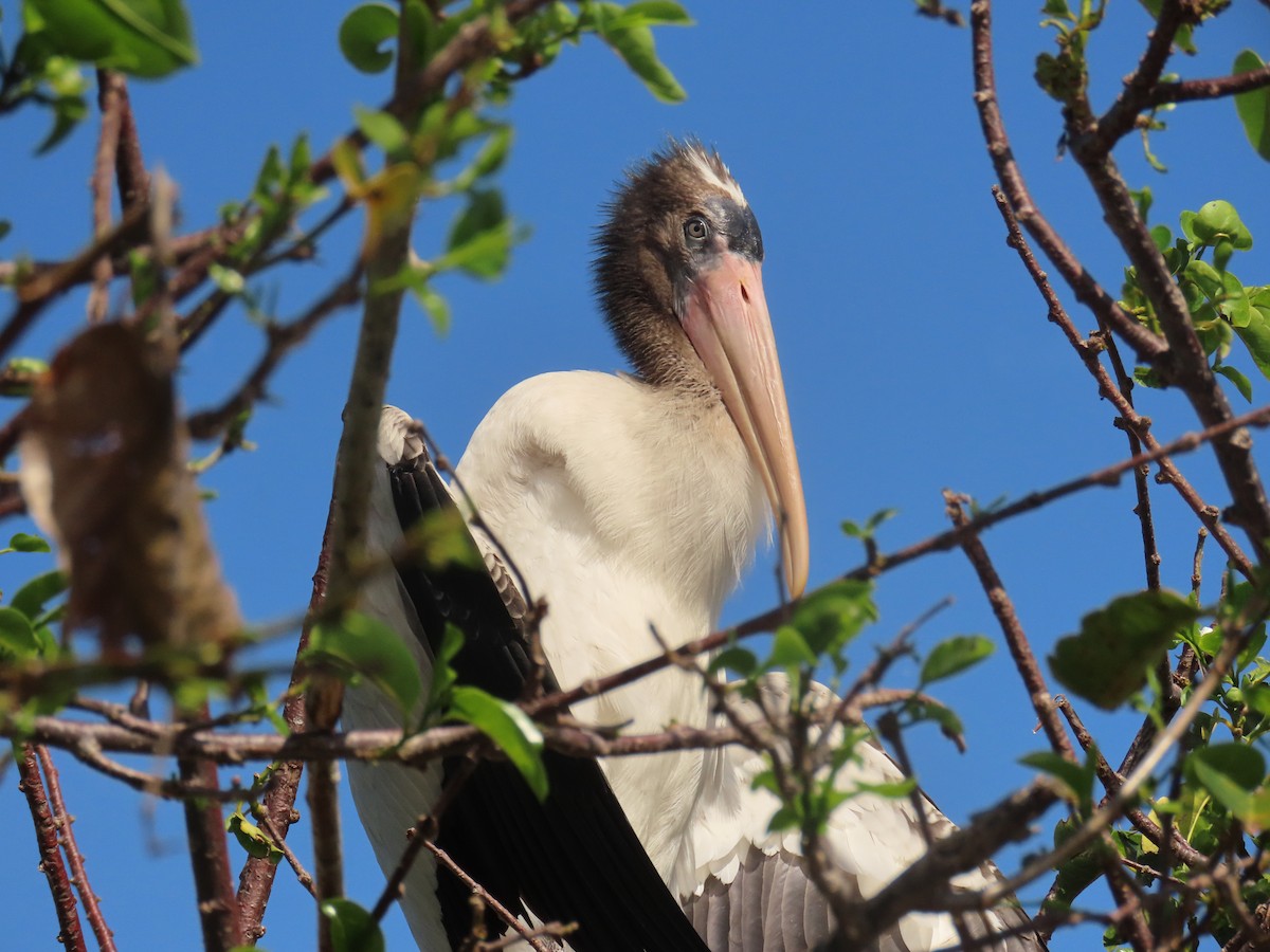 Wood Stork - ML638950732