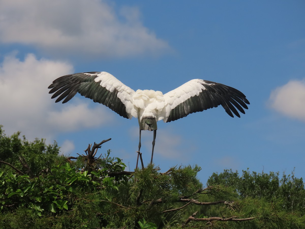 Wood Stork - ML638950737