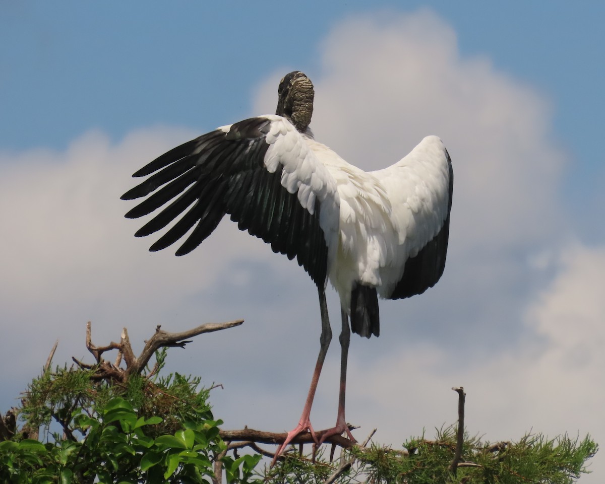 Wood Stork - ML638950738