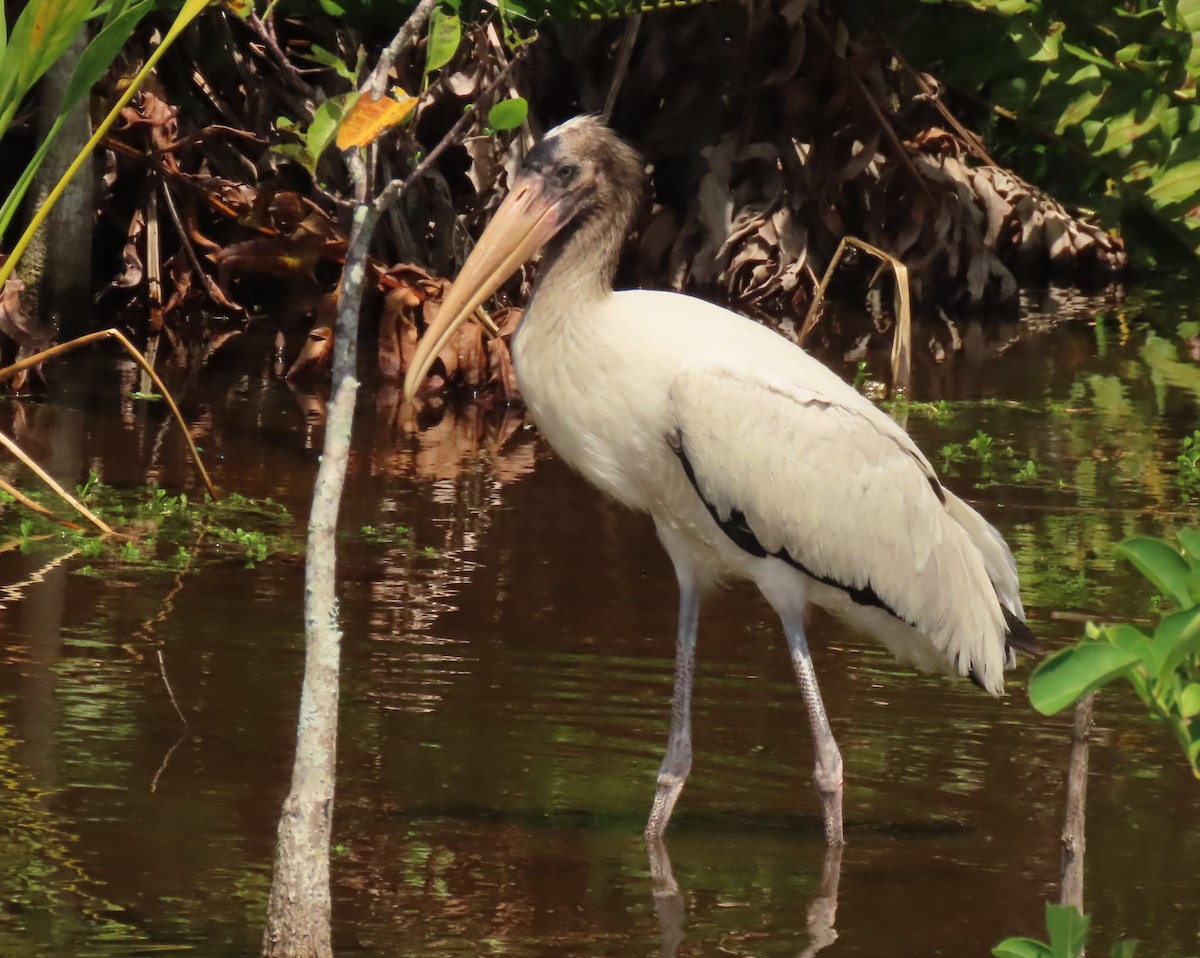 Wood Stork - ML638950739
