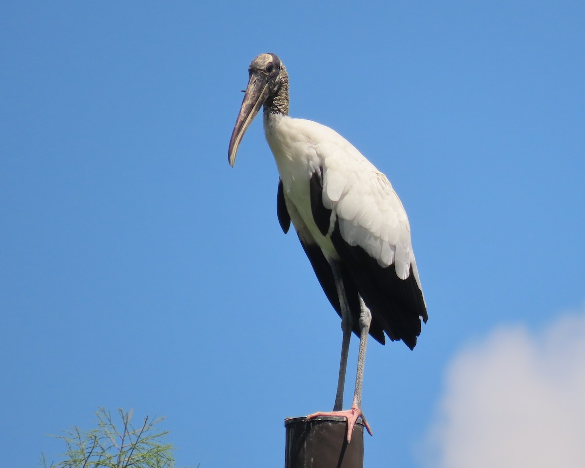 Wood Stork - ML638950742